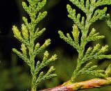 Thuja occidentalis