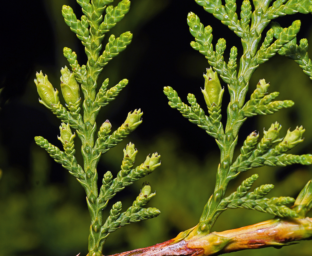 Image of Thuja occidentalis specimen.