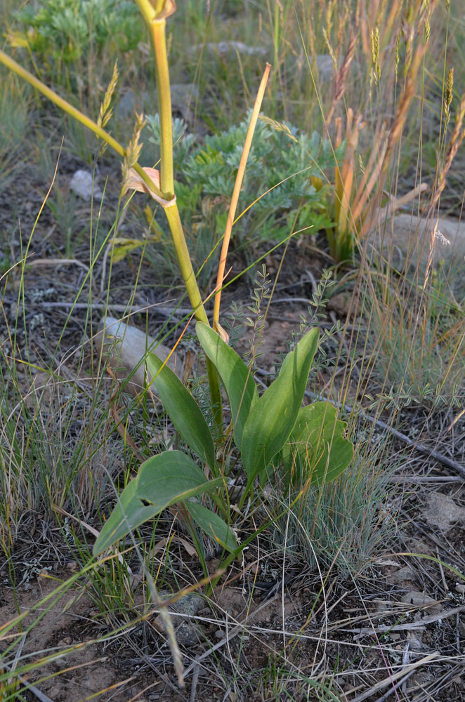 Image of Stubendorffia lipskyi specimen.