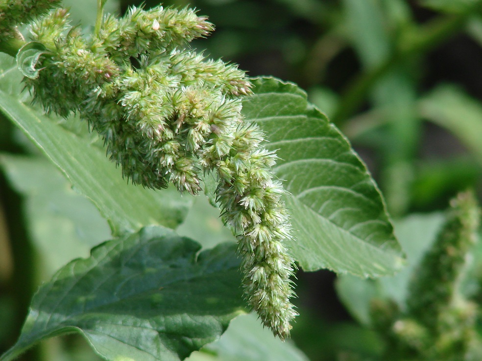 Image of Amaranthus retroflexus specimen.