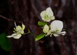 genus Bougainvillea