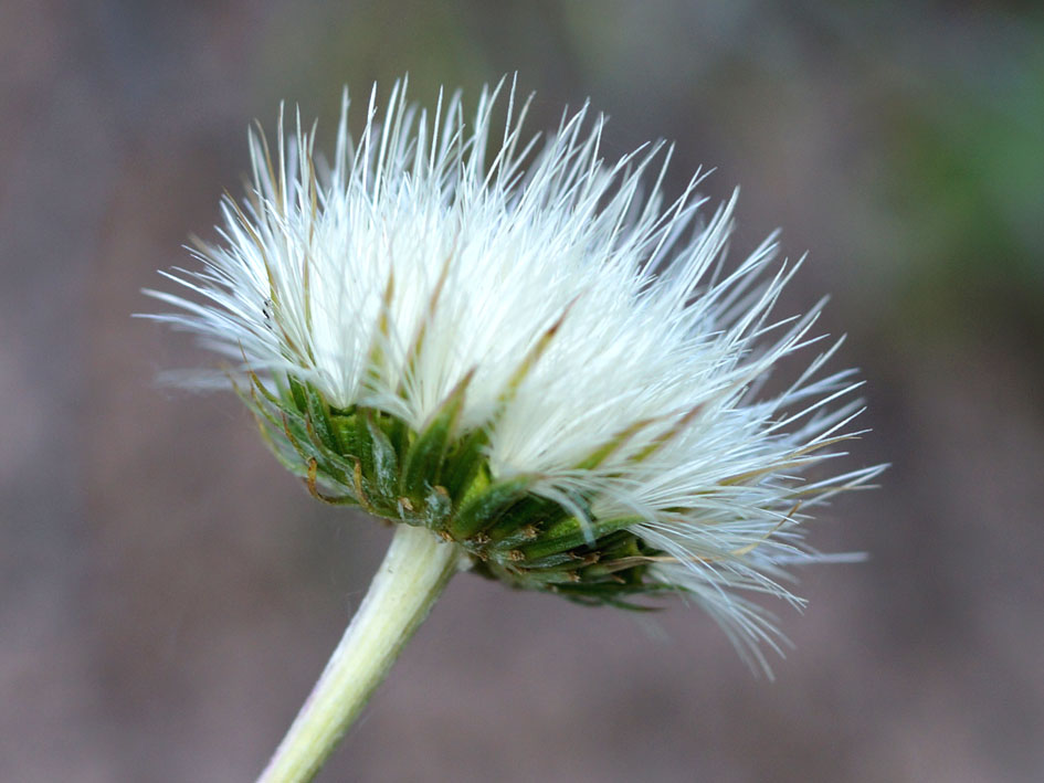 Image of Jurinea modesti specimen.