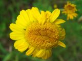 Anthemis tinctoria