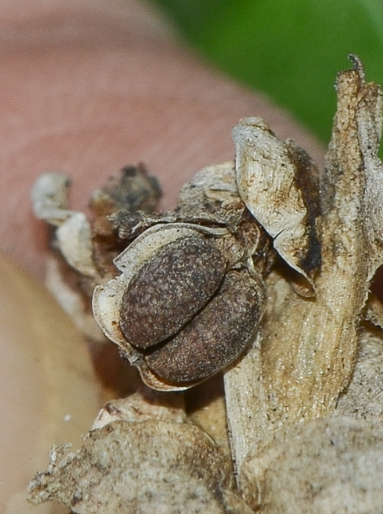 Image of Commelina erecta specimen.