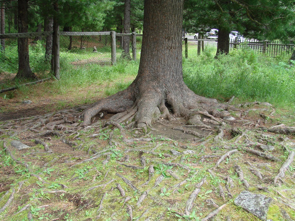 Изображение особи Pinus sibirica.