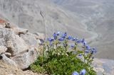 Delphinium brunonianum