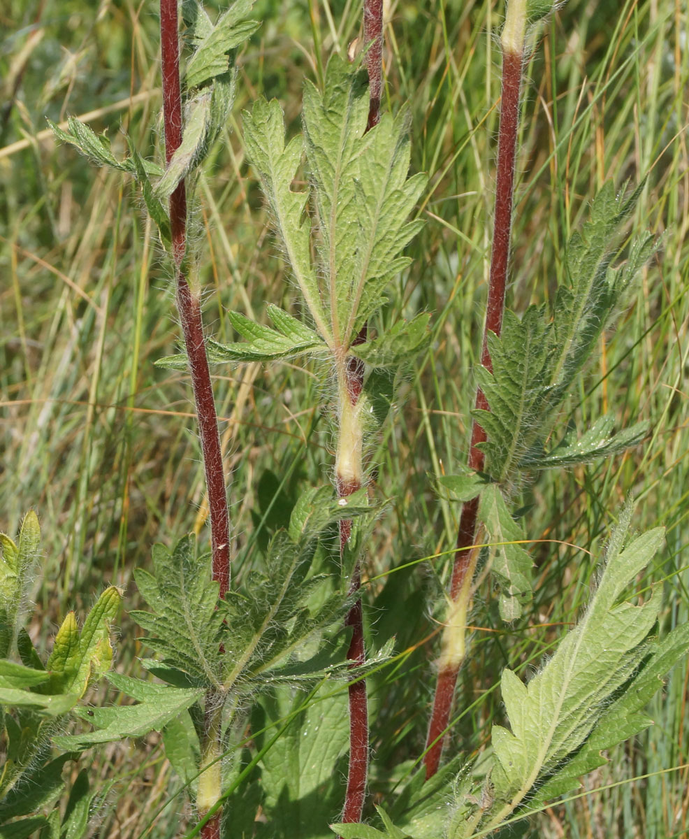 Изображение особи Potentilla recta.