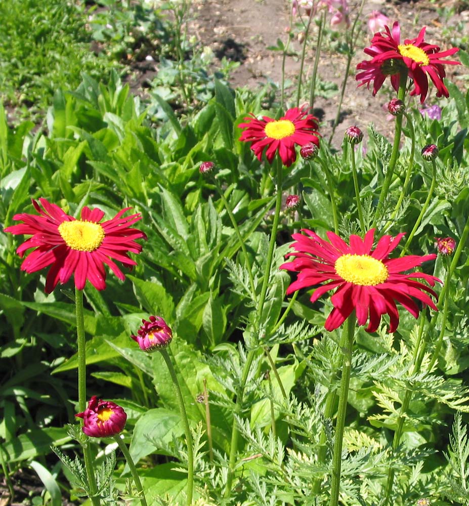 Изображение особи Pyrethrum coccineum.