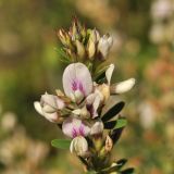 Lespedeza juncea. Часть соцветия. Приморский край, Шкотовский р-н, пос. Подъяпольск, склон, переходящий в овраг. 07.09.2015.