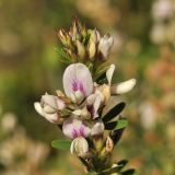 Lespedeza juncea