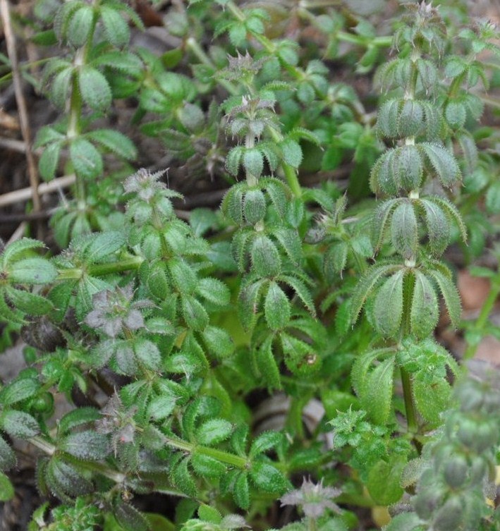 Изображение особи род Galium.