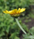 Glebionis coronaria