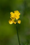 Ranunculus polyanthemos. Цветки. Татарстан, Нижнекамский р-н, дер. Благодатная, южный склон, дубрава. 31 мая 2015 г.