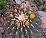 род Ferocactus