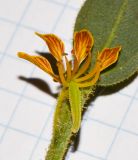 Cleome arabica