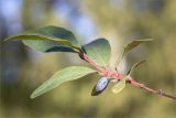 Lonicera baltica. Верхушка ветви с соплодием. Ленинградская обл., Ломоносовский р-н, долина р. Шингарка, берег ручья. 16.08.2015.