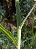 Lactuca tatarica. Часть побега. Челябинская обл., окр. г. Челябинск, Золотая горка, обочина дороги в берёзовом лесу. 21.08.2015.