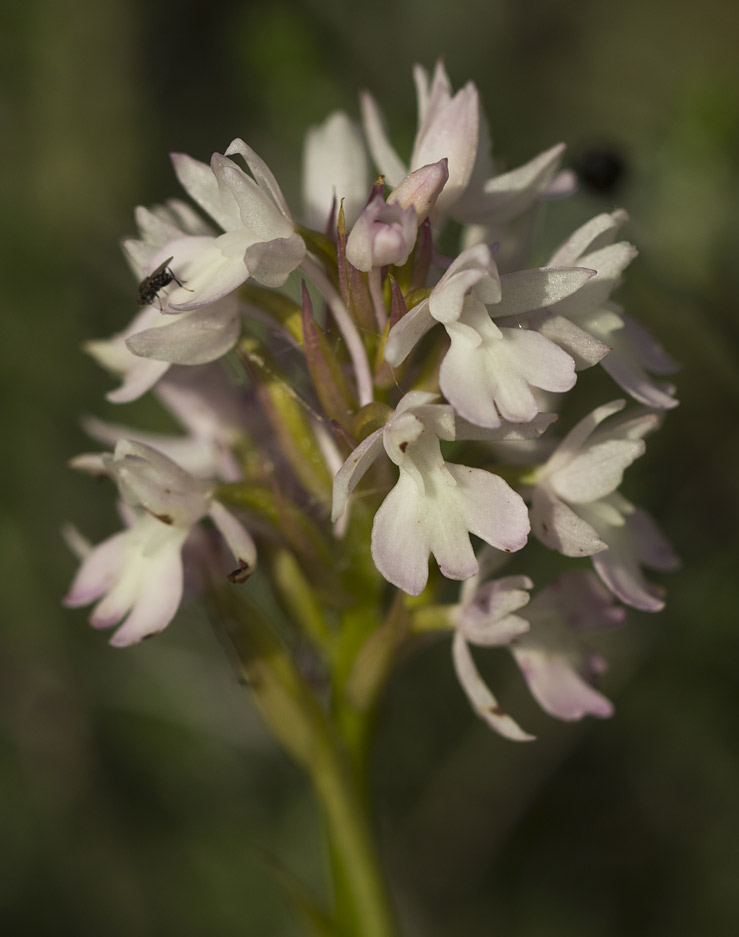 Image of Anacamptis pyramidalis specimen.