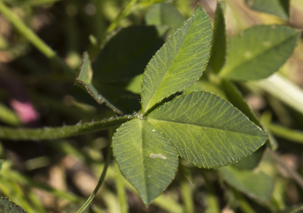 Изображение особи Trifolium uniflorum.