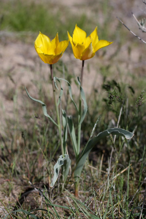 Image of Tulipa lehmanniana specimen.