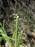 Papaver laevigatum