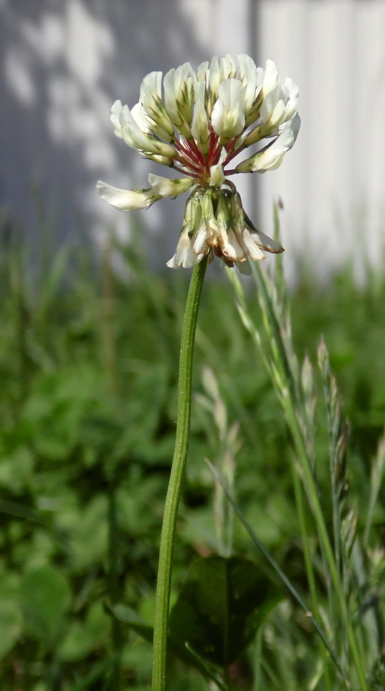 Image of Trifolium repens specimen.