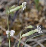 Silene graeca