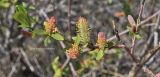 Salix kochiana