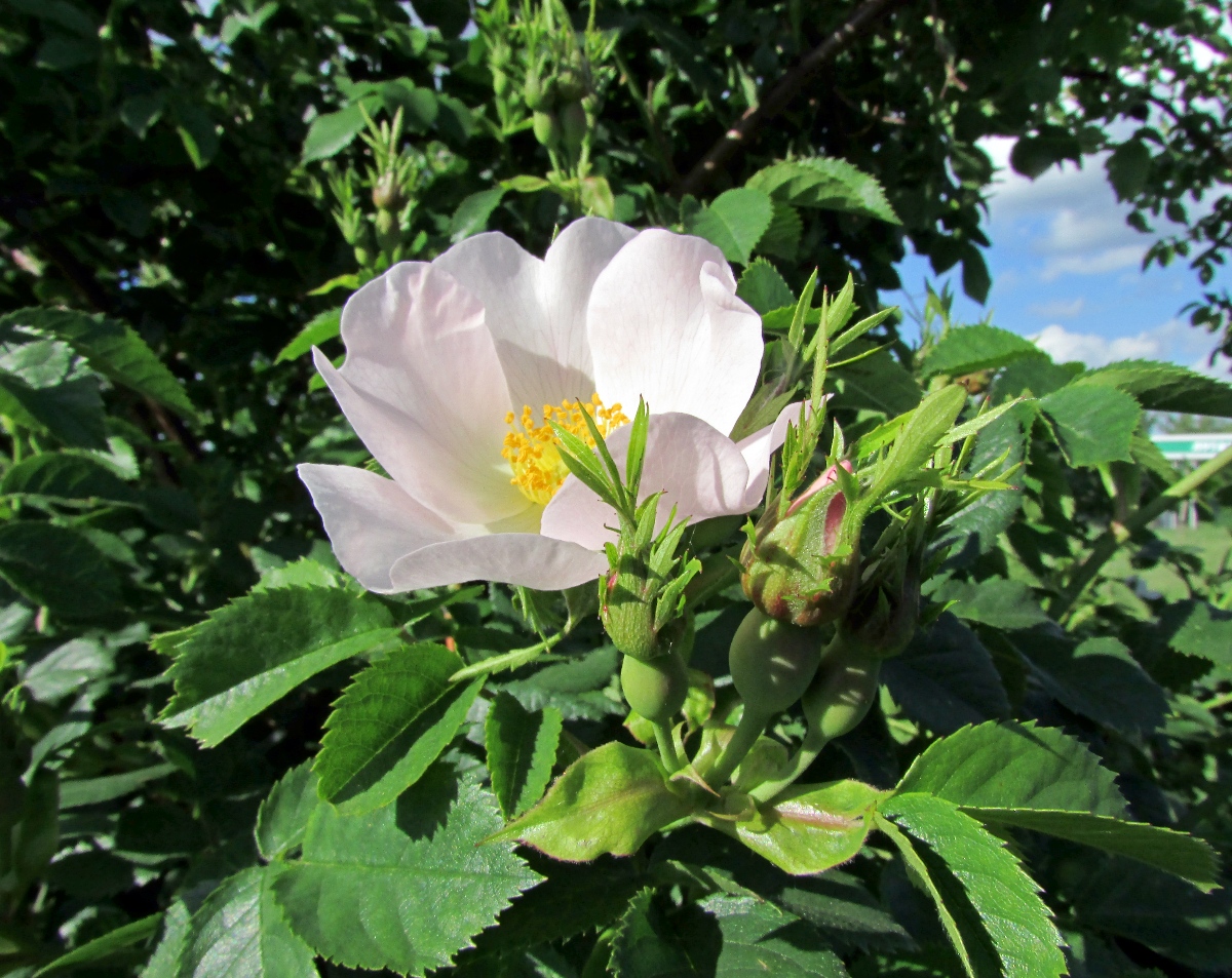 Image of Rosa corymbifera specimen.