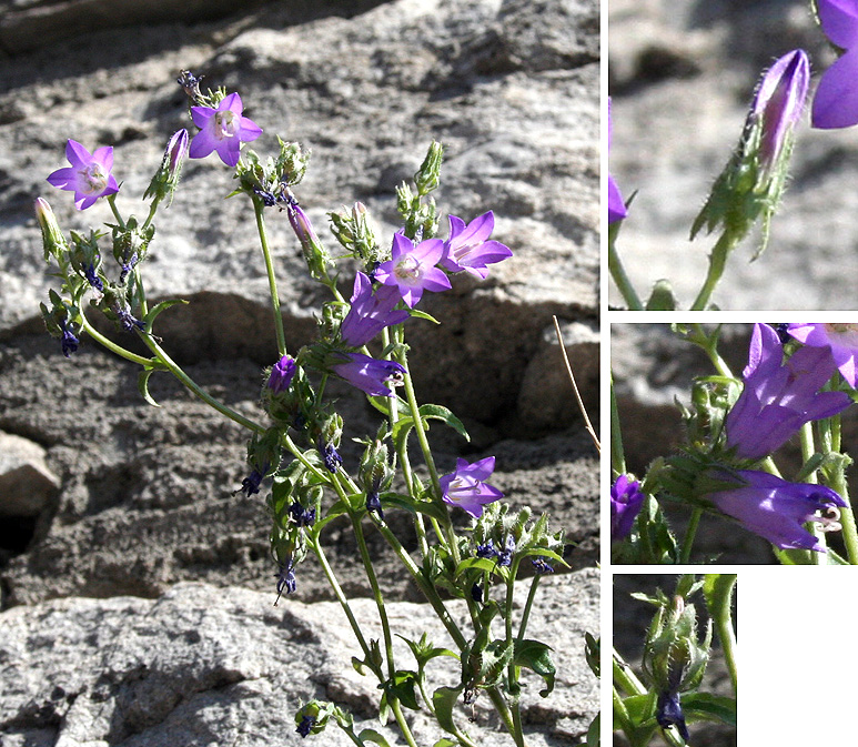 Image of Campanula taurica specimen.