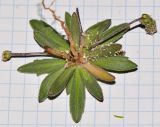 Plantago coronopus