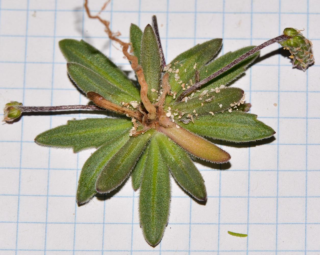 Image of Plantago coronopus specimen.