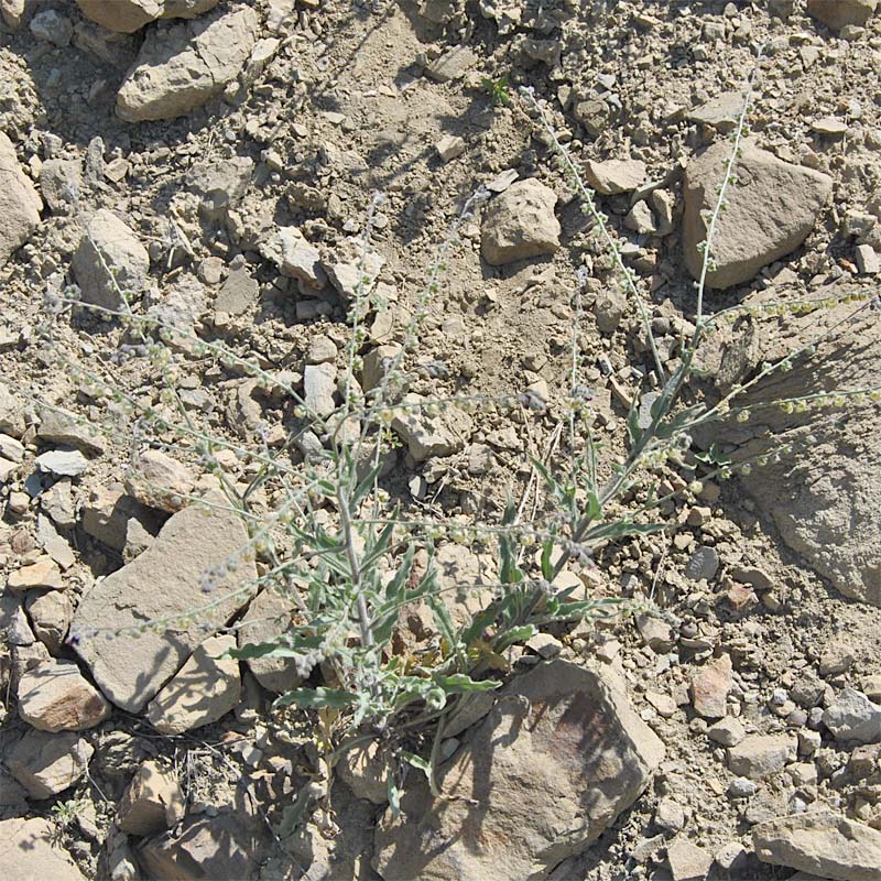 Image of Paracaryum strictum specimen.
