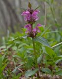 Lamium maculatum