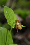 Cypripedium shanxiense. Верхушка цветущего растения. Приморский край, Дальнегорский городской округ, окр. с. Каменка, Прямая Падь, крутой юго-западный склон, кедрово-дубовый лес. 11.06.2016.