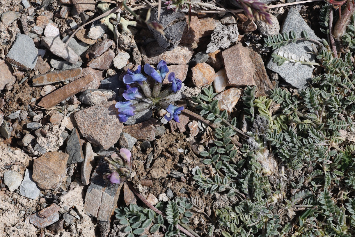 Изображение особи Oxytropis tianschanica.