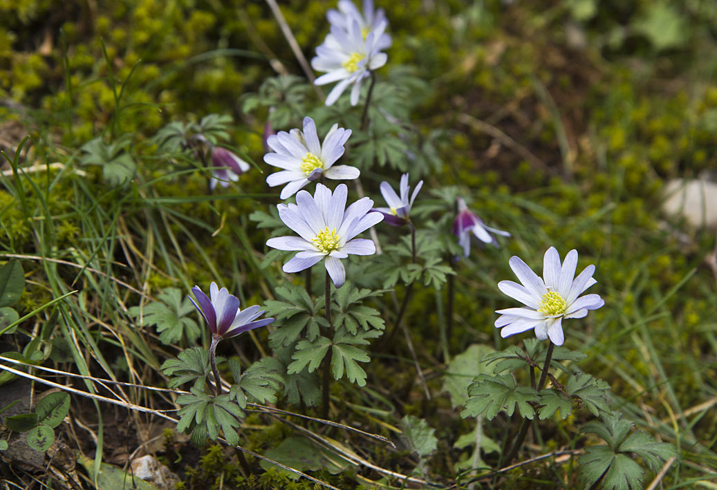 Изображение особи Anemone blanda.