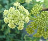 Crithmum maritimum