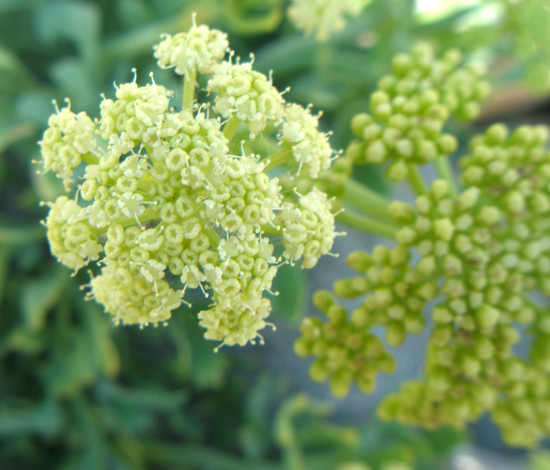 Изображение особи Crithmum maritimum.