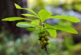 Daphne mezereum. Часть ветви с незрелыми плодами. Пермский край, Оханский р-н, Тулумбаихинское сельское поселение, Кунчурихинский бор, у болота. 02.07.2016.