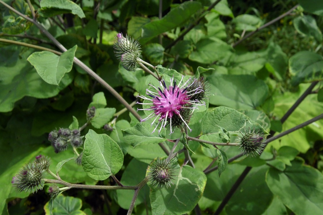 Изображение особи Arctium tomentosum.