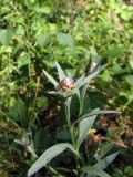 Centaurea jacea