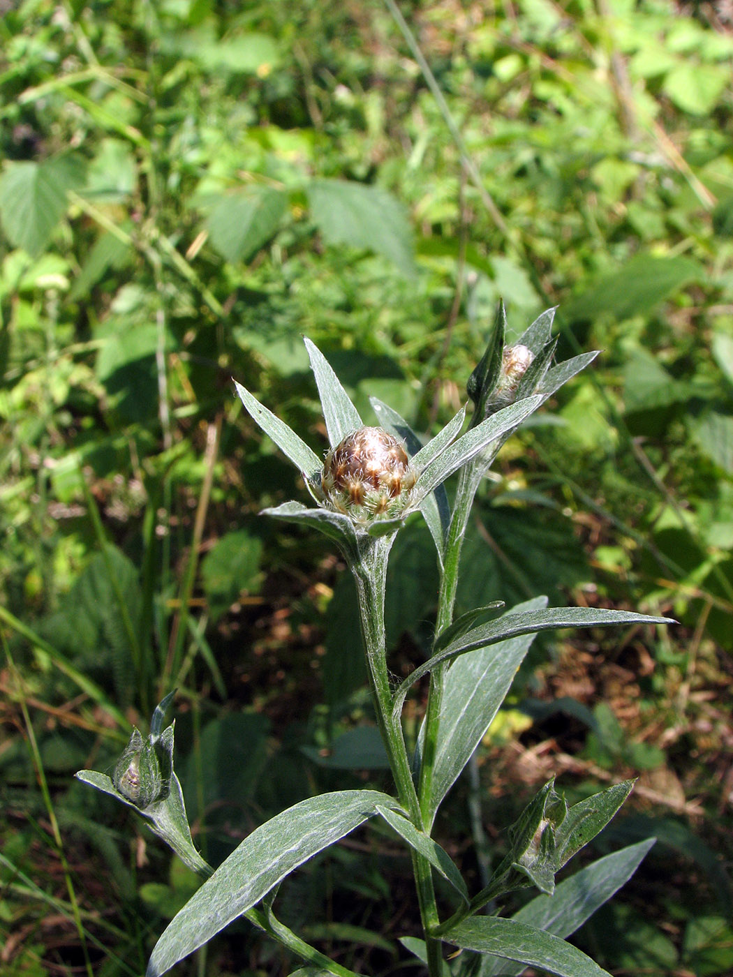 Image of Centaurea jacea specimen.