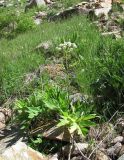 Heracleum freynianum. Цветущее растение. Кабардино-Балкария, Эльбрусский р-н, долина р. Ирик, ок. 2800 м н.у.м., субальпийский луг на склоне горы. 14.07.2016.