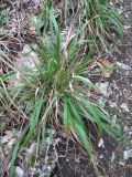 Achnatherum virescens