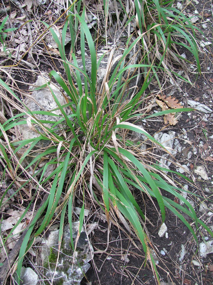 Изображение особи Achnatherum virescens.