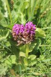 Dactylorhiza incarnata