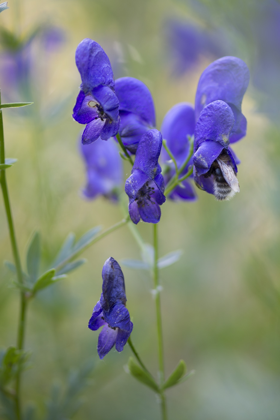 Изображение особи Aconitum &times; stoerkianum.