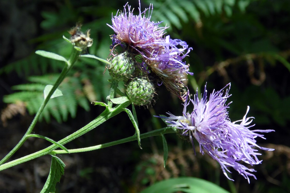 Изображение особи Centaurea abbreviata.
