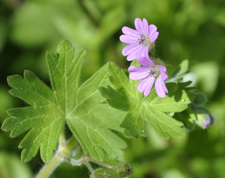 Image of Geranium molle specimen.